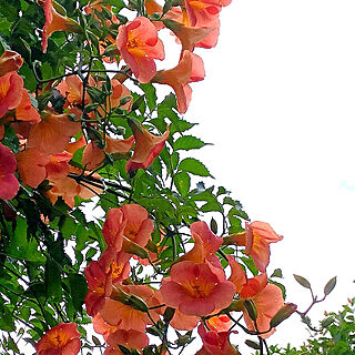 7月18日/オレンジ色も好き❣️/実家のお花♥/名前は分かりません/ハイビスカスに似たお花...などのインテリア実例 - 2019-07-18 10:47:53