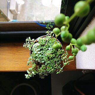 ベッド周り/植物/plant clip/多肉植物のインテリア実例 - 2014-04-03 18:30:58