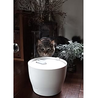 HOLMEGAARD/±0 加湿器/シルバーダスト/±0/猫と植物...などのインテリア実例 - 2016-11-10 20:04:07