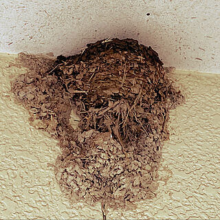 土と藁だけの必要最低限の家/改築完成！/ツバメの巣/離れのひさしのインテリア実例 - 2020-05-03 10:31:03