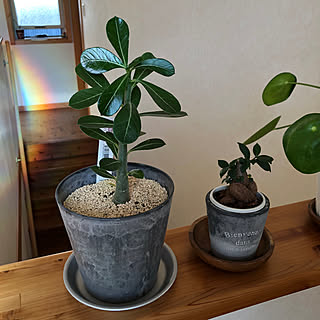 部屋全体/ガジュマル/観葉植物/観葉植物のある暮らし/複数枚投稿(２枚)...などのインテリア実例 - 2023-12-03 14:56:20