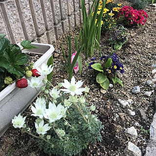 小さな花壇/白い花は天使のウィンク/いちご栽培/押し逃げばかりでごめんなさい/いいね！ありがとうございます♪...などのインテリア実例 - 2019-04-12 17:48:04