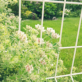 緑が好き♡/白い花が好き/築30年リノベーション/庭/芝生...などのインテリア実例 - 2019-05-31 17:44:12