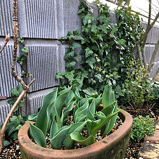 冬の庭/春はもうすぐ/蔓植物/植物からの癒し/ガーデニング...などのインテリア実例 - 2020-03-10 17:05:35