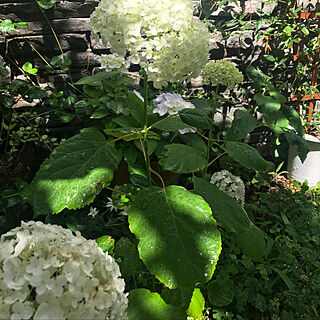 部屋全体/アナベル大好き/北欧/hygge/白い花が好き...などのインテリア実例 - 2018-06-08 10:10:53