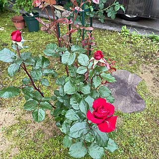 真紅の薔薇/南向きの庭/レッドクイーン(ドイツ)/肌寒い日/曇り☁️17℃...などのインテリア実例 - 2021-05-23 16:09:10