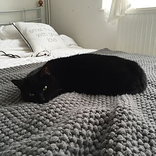 ベッド周り/IKEA/猫/猫ハンター/黒猫...などのインテリア実例 - 2015-10-28 21:41:59