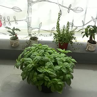 壁/天井/IKEA/団地　/NO GREEN NO LIFE/植物...などのインテリア実例 - 2015-06-01 22:46:46