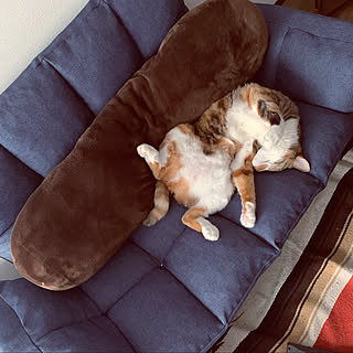 でぶねこは可愛いのインテリア実例 Roomclip ルームクリップ でぶねこは可愛いのインテリア実例 Roomclip ルームクリップ