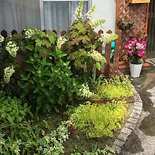玄関/入り口/イベント参加しまーす♪/植物のインテリア実例 - 2016-05-24 10:30:42