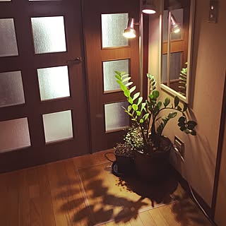 玄関/入り口/植物育成ライト/観葉植物/ナチュラル/多肉植物...などのインテリア実例 - 2016-03-01 14:10:34