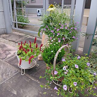 玄関/入り口/庭の花/寄せ植え/ガーデン雑貨/ミニバラ...などのインテリア実例 - 2023-08-09 14:07:32