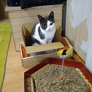 閲覧、いいね有難うございます♡/日常に感謝❤/保護猫/多頭飼い/猫と暮らす家...などのインテリア実例 - 2023-04-06 22:05:10