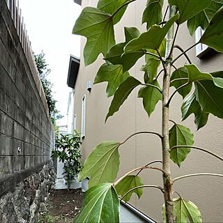 カクレミノ/常緑樹/アオキ/玄関/入り口のインテリア実例 - 2021-07-22 22:45:54
