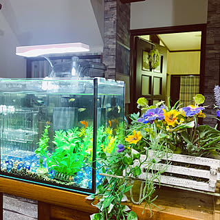 ガラス 西海岸 マリン 熱帯魚オブジェ camping.com