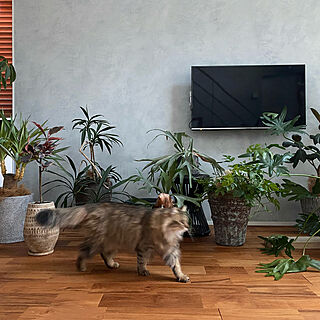 壁掛けテレビ/猫と暮らす/植物のある暮らし/猫と暮らす家/塗装壁...などのインテリア実例 - 2020-03-04 00:13:21