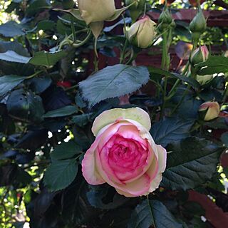 玄関/入り口/薔薇/庭の植物たち/バーゴラのインテリア実例 - 2014-05-11 21:21:39