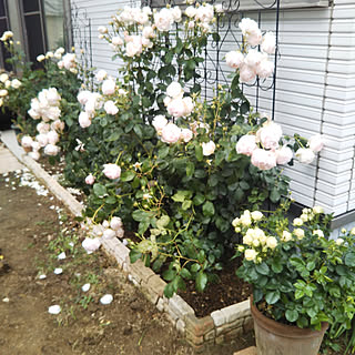 マダムフィガロのインテリア実例 Roomclip ルームクリップ