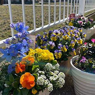 ありがとうございます(⋆ᵕᴗᵕ⋆).+*/お花のある暮らし♡/寄せ植え❤️/ベッド周りのインテリア実例 - 2022-02-28 10:20:07