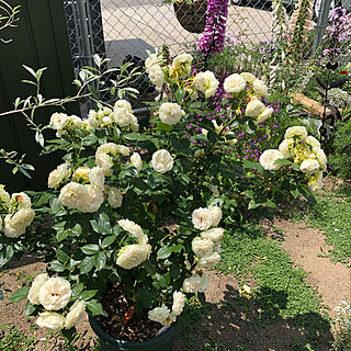 バラ/庭/6月の庭/ナチュラルガーデンに憧れて/お花のある暮らし♡...などのインテリア実例 - 2021-06-16 06:22:18