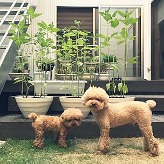 部屋全体/ヒマワリ/トイプードル多頭飼い/植物/植物のある暮らし...などのインテリア実例 - 2017-06-03 18:57:52