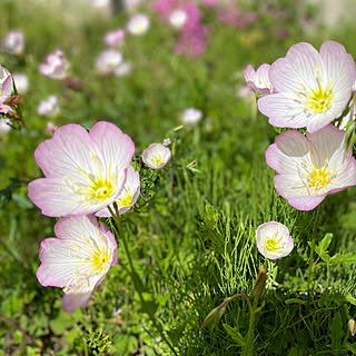 自生する花を愛す/地植えの花/ヒルザキツキミソウ/シラン/ピラカンサ...などのインテリア実例 - 2023-05-17 07:31:01