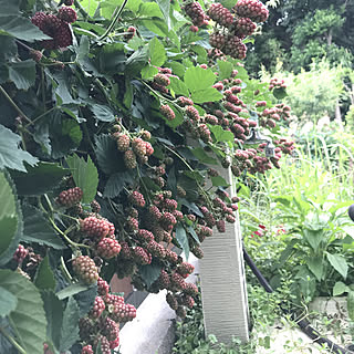 観葉植物/ナチュラル/植物/静岡県民/ブラックベリー...などのインテリア実例 - 2018-06-19 09:23:25