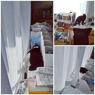 部屋全体/ねこと暮らす/子供部屋/中学生男子の部屋/汚部屋...などのインテリア実例 - 2021-08-09 10:20:32