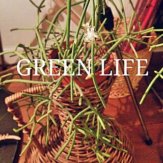 机/癒し/花/植物/green...などのインテリア実例 - 2015-01-24 20:21:23