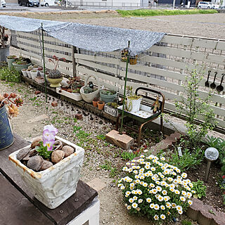 ベッド周り/南側花壇/小さな庭/リメ缶/植物いろいろ...などのインテリア実例 - 2020-05-09 08:36:15