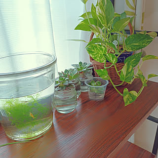 棚/観葉植物のある暮らし/観葉植物/多肉水挿し/多肉植物...などのインテリア実例 - 2022-08-21 12:47:29