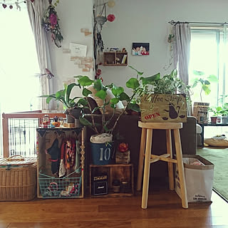 リビング/わんこと暮らす家/観葉植物のある暮らし/観葉植物/スツール...などのインテリア実例 - 2017-09-23 09:13:11