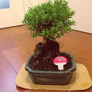 植物/リス/ひとめぼれしたもの♡のインテリア実例 - 2014-08-17 22:06:49