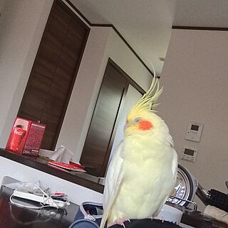 リビング/オカメインコのインテリア実例 - 2015-10-25 10:27:21