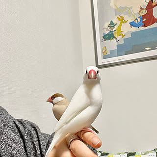 文鳥のいる暮らし/北欧ナチュラル/建売住宅/旗竿地/狭小を楽しむ...などのインテリア実例 - 2021-01-27 20:14:49