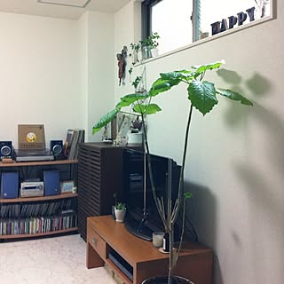 部屋全体/unico/観葉植物/収納/多肉植物...などのインテリア実例 - 2014-06-16 12:31:58