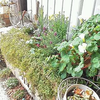 リシマキア ヒナソウのインテリア実例 Roomclip ルームクリップ