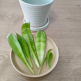 観葉植物のある暮らし/いいね、フォロー本当に感謝です♡/中古マンションリノベーション/好きなものに囲まれて暮らす/のんびりマイペース...などのインテリア実例 - 2023-07-13 10:43:21