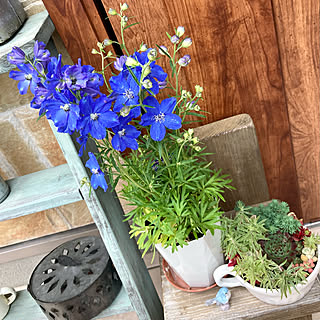 蚊取り線香入れ/多肉植物寄せ植え/ドライになる花/庭の花を生ける/花のある暮らし...などのインテリア実例 - 2021-04-28 16:48:17