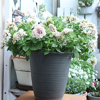 玄関/入り口/一人暮らし/賃貸インテリア/花のある暮らし/植物のある暮らし...などのインテリア実例 - 2023-06-29 11:44:12