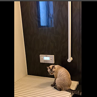 LIXIL/保護猫/ねこのいる日常/Room Clipとの出会いに感謝✳︎/インスタ→butachan1222...などのインテリア実例 - 2019-08-17 11:19:08