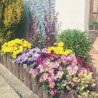 葉牡丹 花壇のおしゃれなインテリアコーディネート レイアウトの実例 Roomclip ルームクリップ