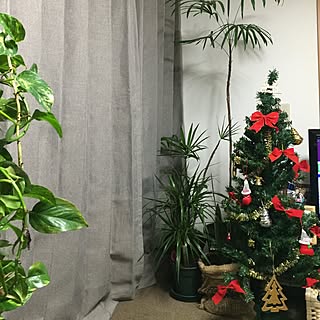 リビング/クリスマスツリー出しました♪/観葉植物のインテリア実例 - 2015-12-13 20:24:05