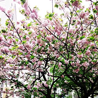 桜/ご存知の通り、うちではありませんのインテリア実例 - 2015-04-20 18:55:36