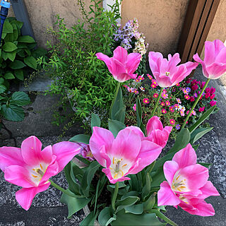 4月の庭/花のある風景/お花のある暮らし/お花が好き/春の花...などのインテリア実例 - 2021-04-20 19:07:58
