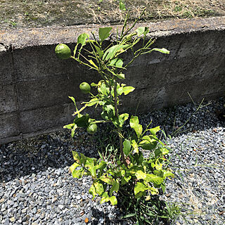 レモンの木/庭のインテリア実例 - 2019-08-08 11:39:44