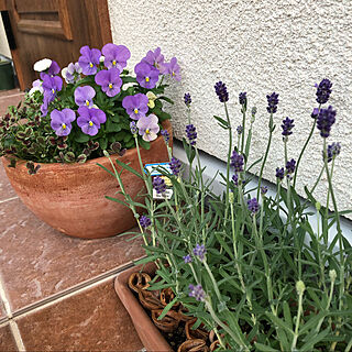 植物のある暮らし/癒し/お花大好き/クローバー/紫のお花好き...などのインテリア実例 - 2020-02-09 23:23:38