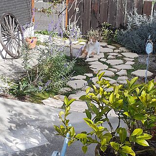 庭/ガーデニング/DIY/STUDIOMAKIﾟ/素朴な庭...などのインテリア実例 - 2023-04-08 23:04:01