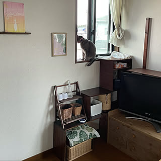 観葉植物/ダイソー/100均/DIY/ねこと暮らす...などのインテリア実例 - 2021-05-11 21:45:23