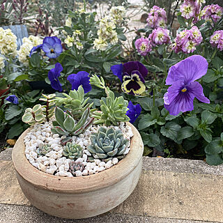 おうち時間を楽しむ/楽しく暮らそう/おうち時間を楽しく♪/gardening/花が好き...などのインテリア実例 - 2022-01-15 16:43:32